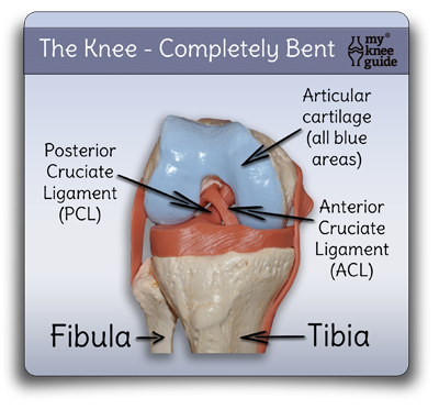 Anatomic Model Complete Bend