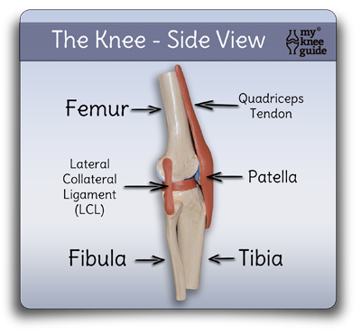 Anatomic Model Side