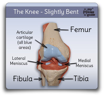 Anatomic Model Slight Bend Front